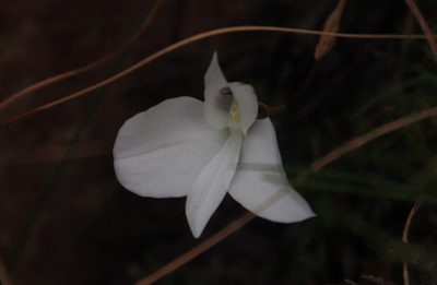 Disa virginalis, photographed by Tony Rebelo