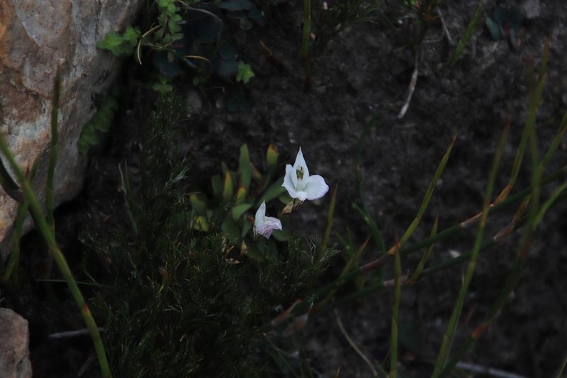 Disa virginalis, photographed by Tony Rebelo