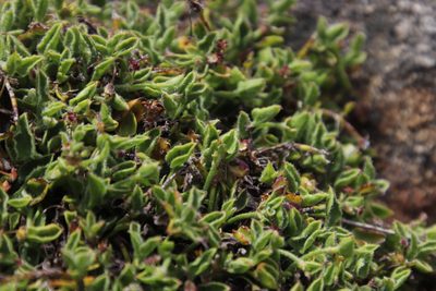 Centella villosa, photographed by Tony Rebelo