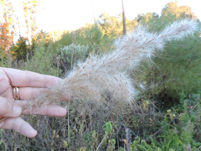 Erianthus giganteus, photographed by Sam Kieschnick