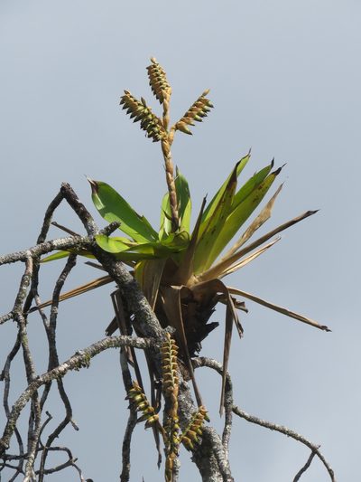 Werauhia sanguinolenta, photographed by Juan Carlos Caicedo Hernández