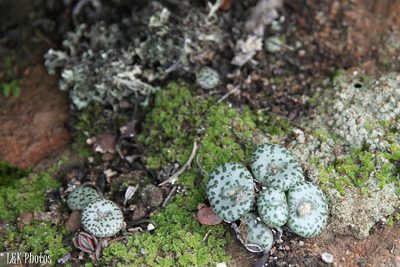 Conophytum obcordellum, photographed by lallen