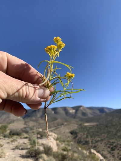 Sartwellia flaveriae, photographed by CK2AZ