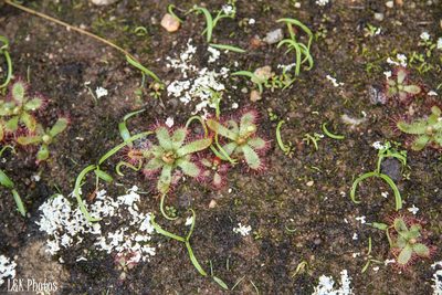 Drosera alba, photographed by lallen