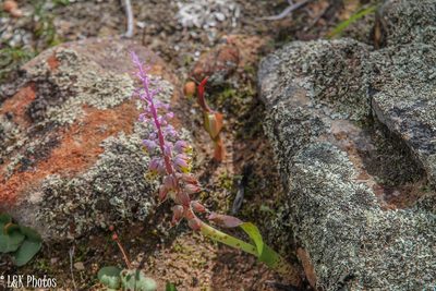 Lachenalia mutabilis, photographed by lallen
