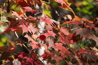 Acer micranthum, photographed by harum.koh
