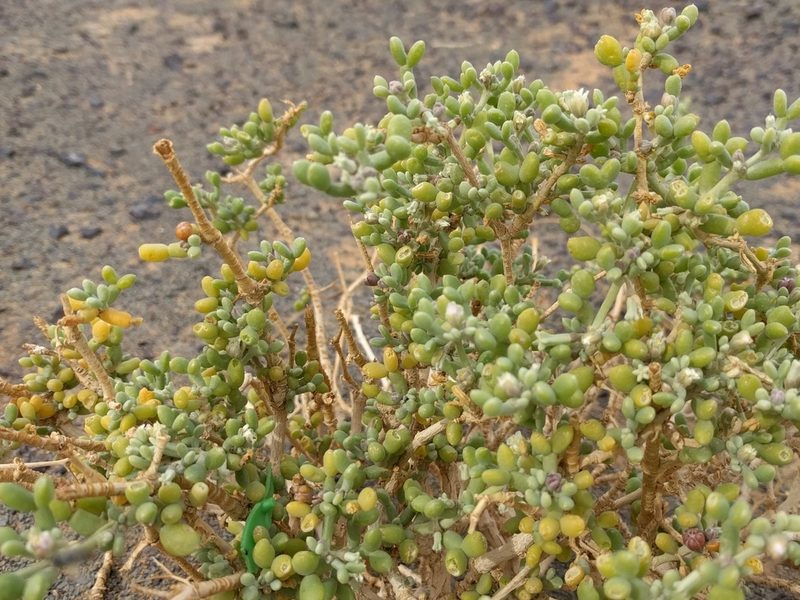 Zygophyllum gaetulum, photographed by Matt Muir