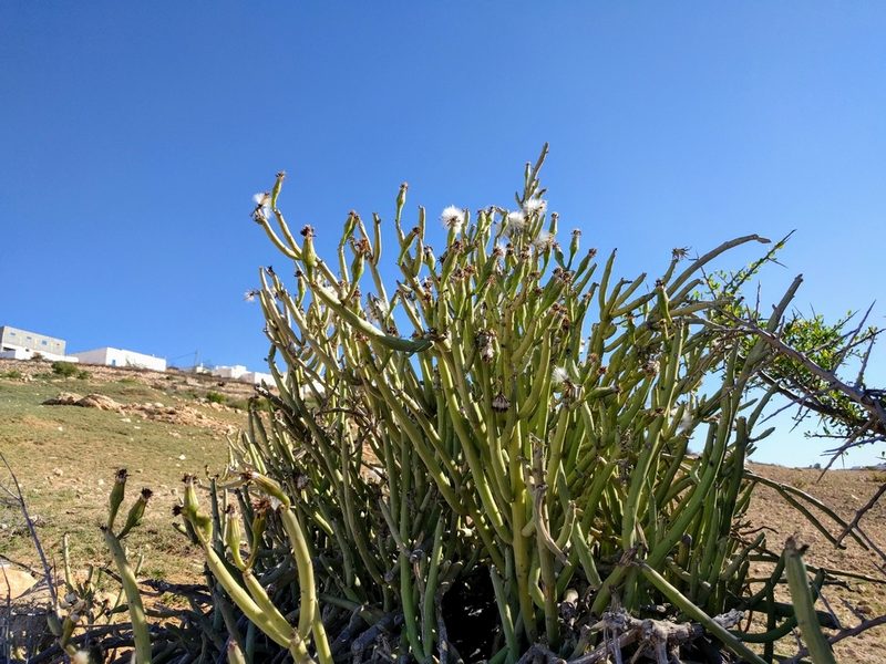 Kleinia anteuphorbium, photographed by Matt Muir