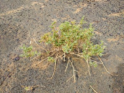 Zygophyllum gaetulum, photographed by Matt Muir