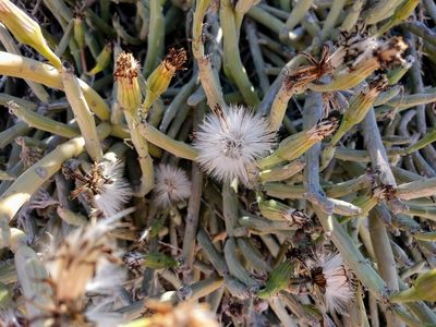 Kleinia anteuphorbium, photographed by Matt Muir