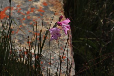 Gladiolus inflatus, photographed by Tony Rebelo