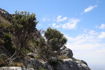 Brunia sphaerocephala, photographed by Tony Rebelo