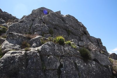 Aristea latifolia, photographed by Tony Rebelo