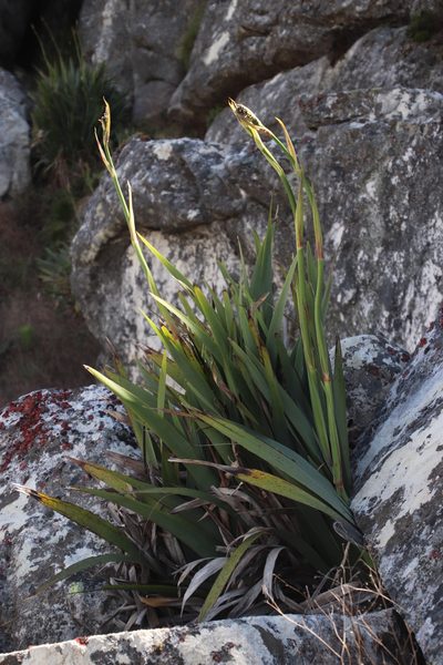 Aristea latifolia, photographed by Tony Rebelo
