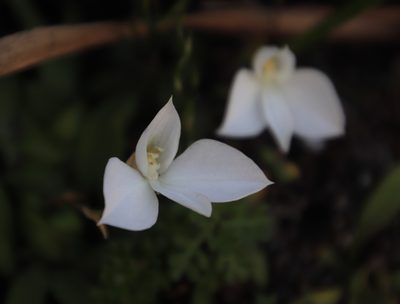 Disa virginalis, photographed by Tony Rebelo