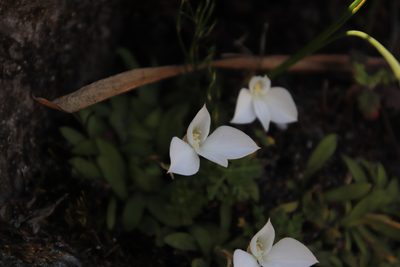 Disa virginalis, photographed by Tony Rebelo