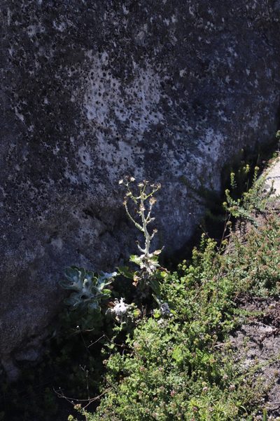 Oresbia heterocarpa, photographed by Tony Rebelo