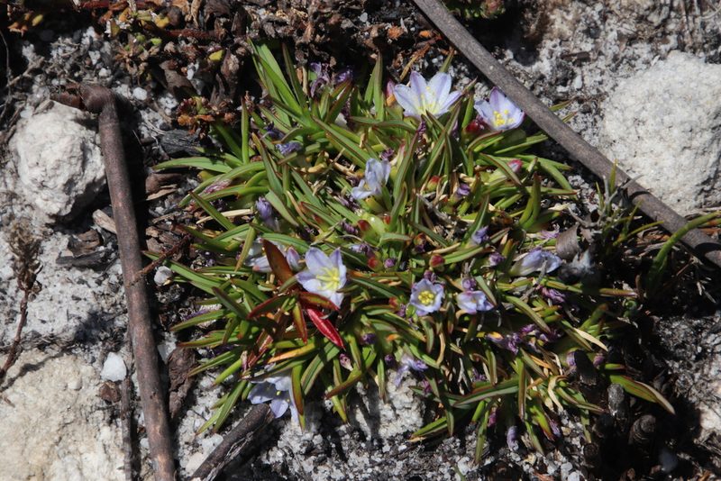 Caesia capensis, photographed by Tony Rebelo