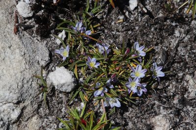 Caesia capensis, photographed by Tony Rebelo