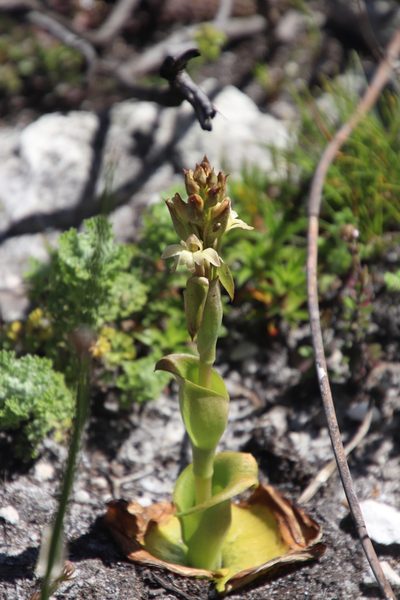 Satyrium situsanguinum, photographed by Tony Rebelo