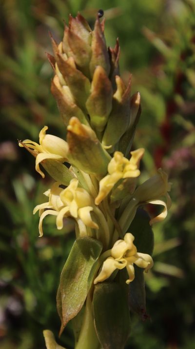 Satyrium situsanguinum, photographed by Tony Rebelo