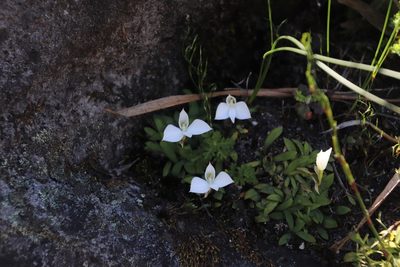 Disa virginalis, photographed by Tony Rebelo