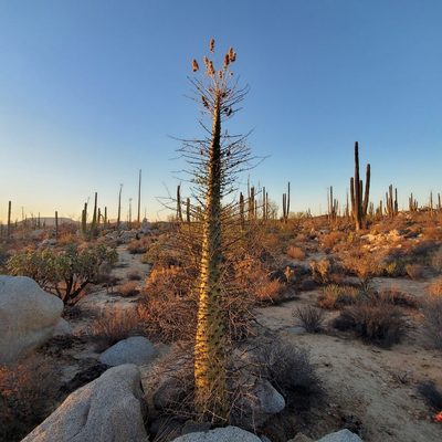 Fouquieria columnaris, photographed by Dan Horowitz