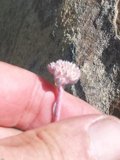 Metalasia rhoderiodes, photographed by Chris Vynbos