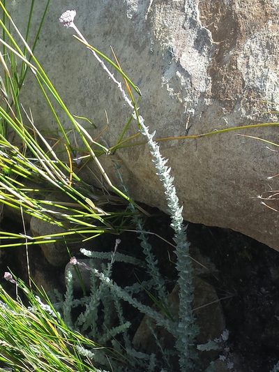 Metalasia rhoderiodes, photographed by Chris Vynbos