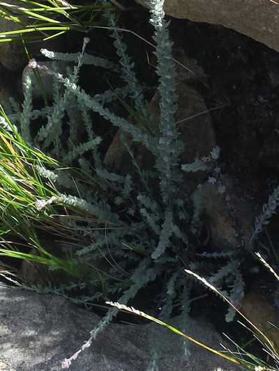 Metalasia rhoderiodes, photographed by Chris Vynbos
