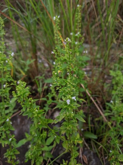 Mosla dianthera, photographed by Cheng-Te Hsu