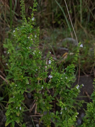Mosla dianthera, photographed by Cheng-Te Hsu