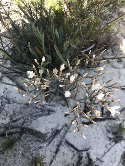 Limonium longifolium, photographed by Sam McCarren