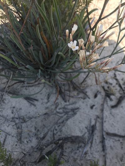 Limonium longifolium, photographed by Sam McCarren