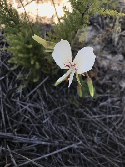 Pelargonium longicaule, photographed by Sam McCarren