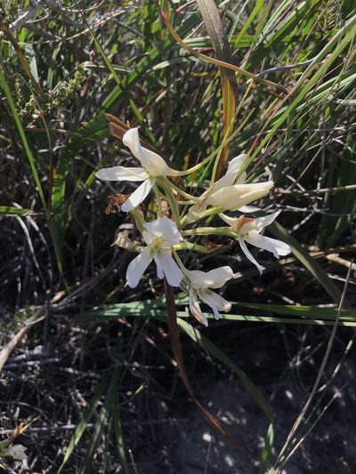 Disa draconis, photographed by Sam McCarren