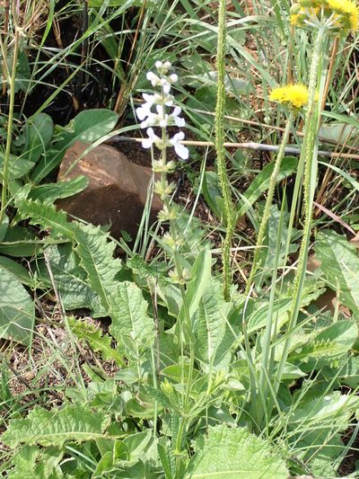 Stachys nigricans, photographed by Peter Warren