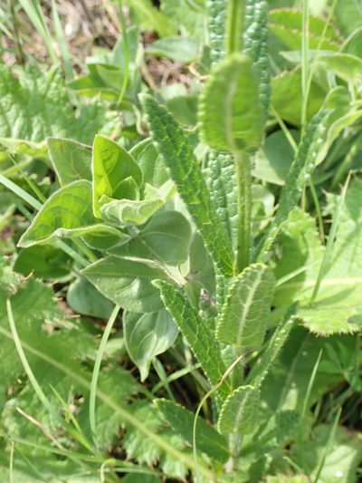Stachys nigricans, photographed by Peter Warren