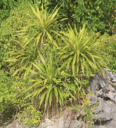 Dracaena cochinchinensis, photographed by Paulius Rupšas