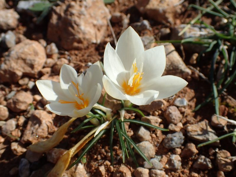 Crocus boryi, photographed by Katerina Kalogerini