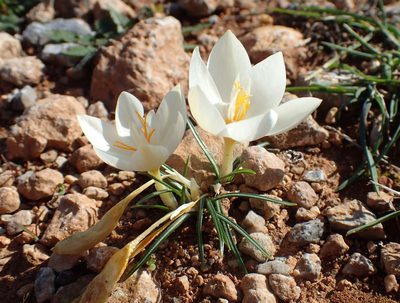 Crocus boryi, photographed by Katerina Kalogerini