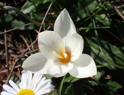 Crocus boryi, photographed by Katerina Kalogerini