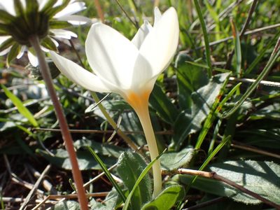 Crocus boryi, photographed by Katerina Kalogerini