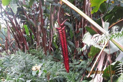 Heliconia mariae, photographed by Steve Wells