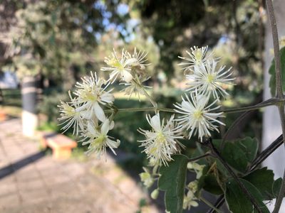 Clematis dioica, photographed by Luis F. Ramírez