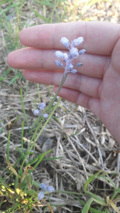 Muscari parviflorum, photographed by Astra
