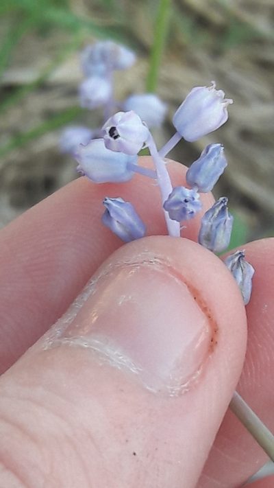 Muscari parviflorum, photographed by Astra