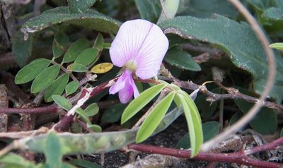 Tephrosia cinerea, photographed by Diana Foreman
