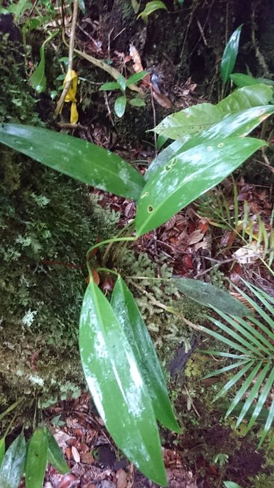 Scindapsus kinabaluensis, photographed by Tim