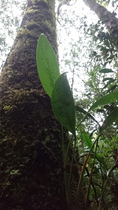 Scindapsus kinabaluensis, photographed by Tim